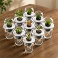 Hydroponic Seed Starter Kit – 8 Self-Watering Planting Pots with Grow Domes